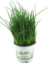 Σχοινόπρασο - Allium Schoenoprasum